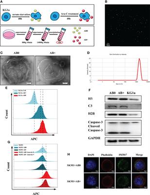 Frontiers | Transfer Of IGF2BP3 Through Ara-C-Induced Apoptotic Bodies ...